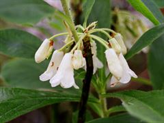 R.nipponicum